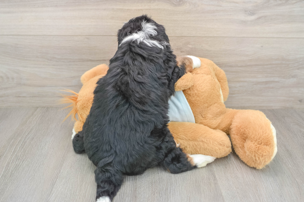 Funny Mini Bernedoodle Poodle Mix Pup