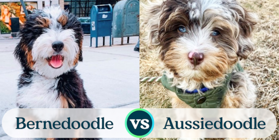 Mini Bernedoodle vs Mini Aussiedoodle Comparison