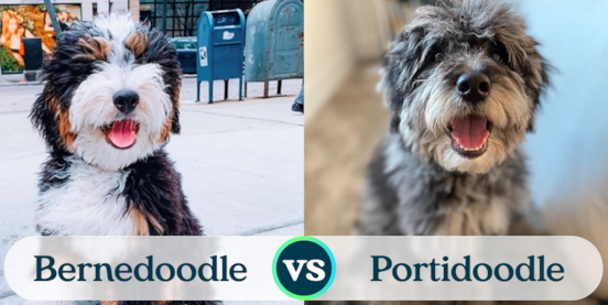 Mini Bernedoodle vs Mini Portidoodle Comparison