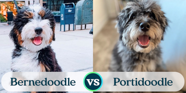 Mini Bernedoodle vs Mini Portidoodle - Premier Pups