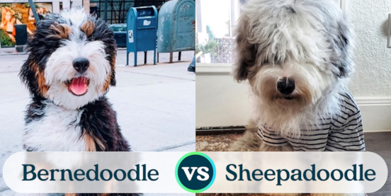 Mini Bernedoodle vs Mini Sheepadoodle Comparison