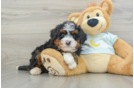 Best Mini Bernedoodle Baby