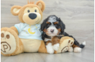 Popular Mini Bernedoodle Poodle Mix Pup