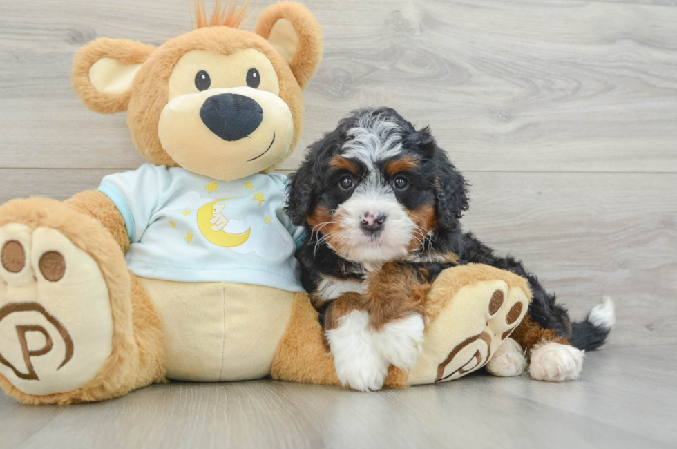 5 week old Mini Bernedoodle Puppy For Sale - Premier Pups