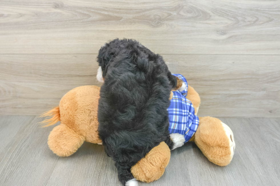 Little Mini Bernese Poodle Poodle Mix Puppy