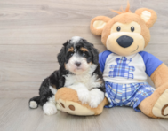5 week old Mini Bernedoodle Puppy For Sale - Premier Pups