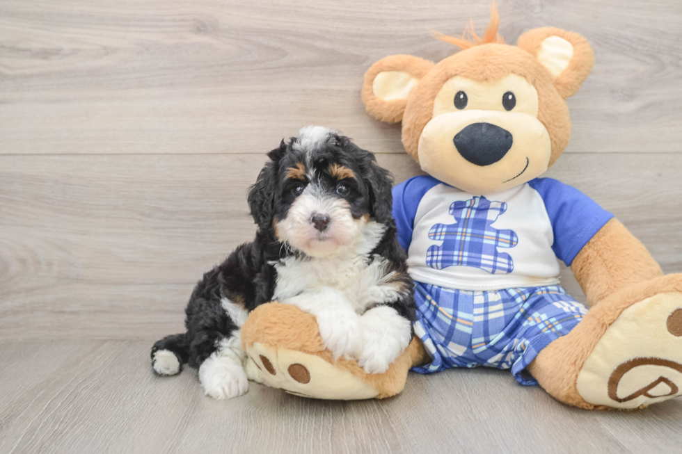 Mini Bernedoodle Pup Being Cute