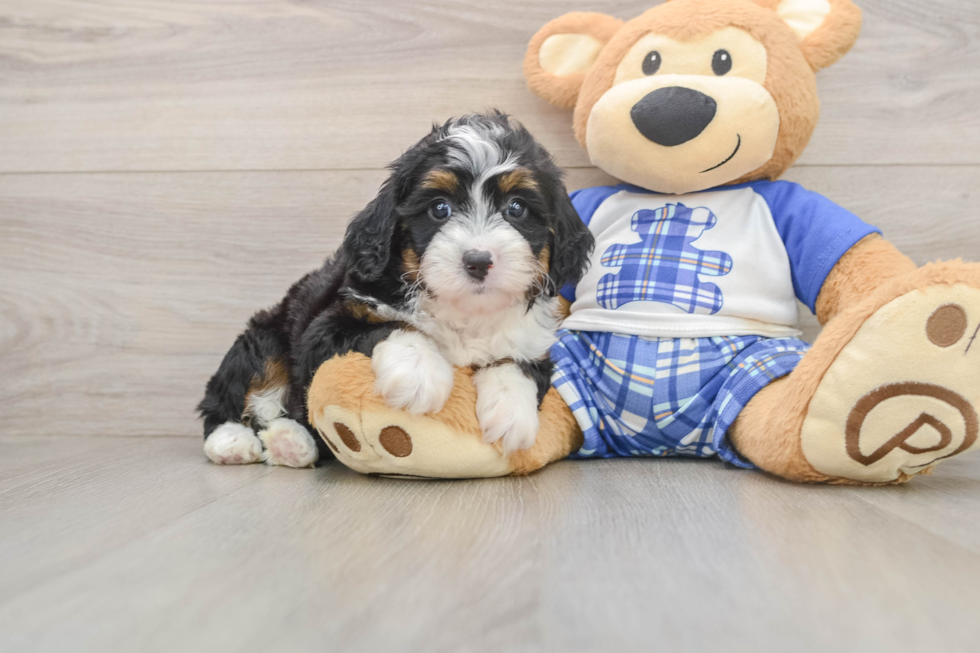 Energetic Mini Bernadoodle Poodle Mix Puppy