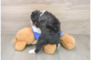 Sweet Mini Bernedoodle Baby