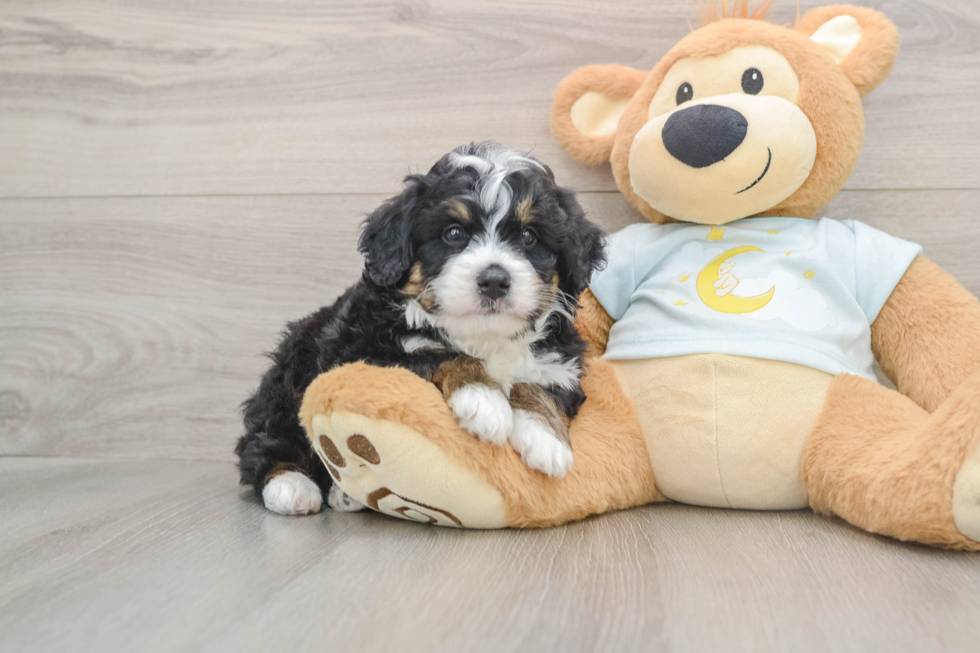 Mini Bernedoodle Pup Being Cute