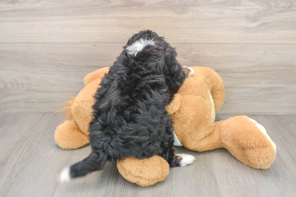 Cute Mini Bernedoodle Baby