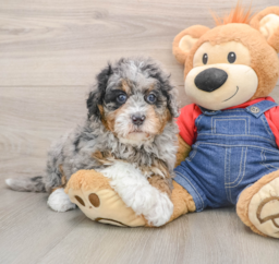6 week old Mini Bernedoodle Puppy For Sale - Premier Pups