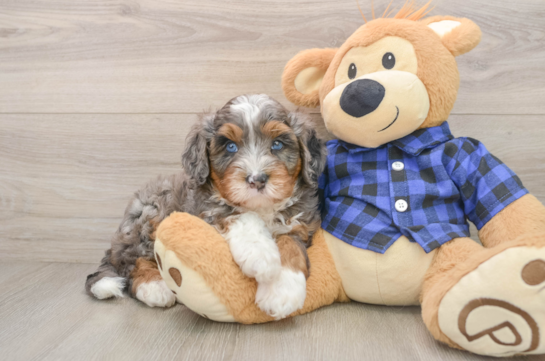 ZEA, a Mini Bernedoodle littermate