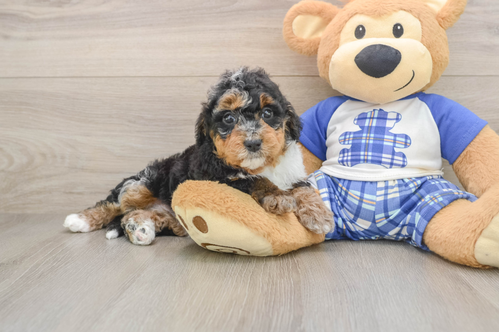 Best Mini Bernedoodle Baby