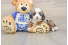 Mini Bernedoodle Puppy for Adoption