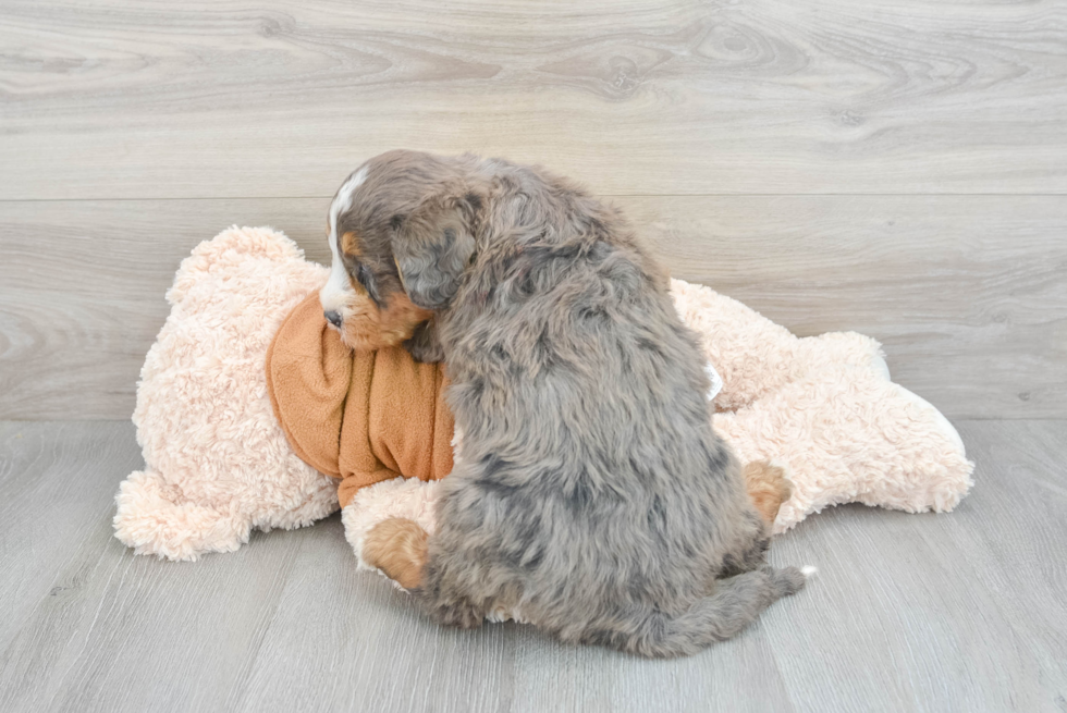 Happy Mini Bernedoodle Baby