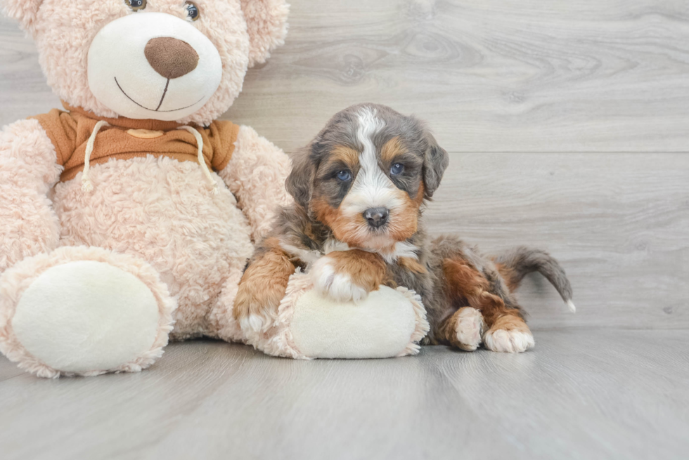 Best Mini Bernedoodle Baby