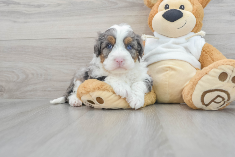 Small Mini Bernedoodle Baby