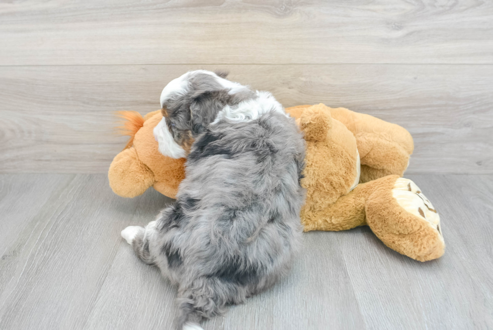 Best Mini Bernedoodle Baby