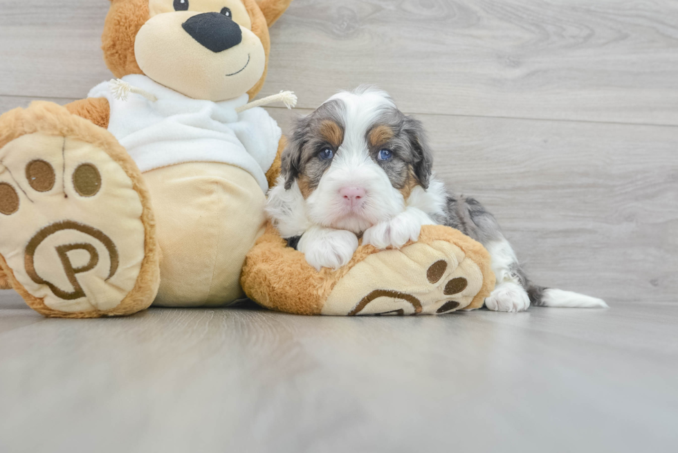 Fluffy Mini Bernedoodle Poodle Mix Pup