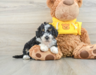 7 week old Mini Bernedoodle Puppy For Sale - Premier Pups