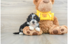 Mini Bernedoodle Puppy for Adoption