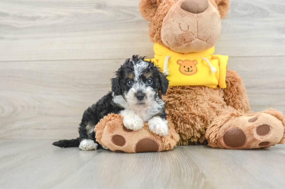 6 week old Mini Bernedoodle Puppy For Sale - Premier Pups