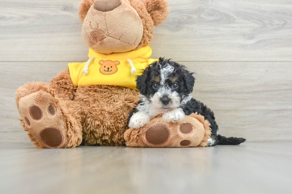 Mini Bernedoodle Puppy for Adoption