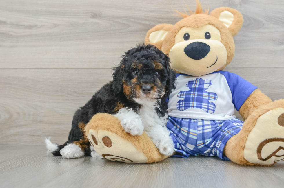 6 week old Mini Bernedoodle Puppy For Sale - Premier Pups