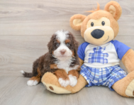 5 week old Mini Bernedoodle Puppy For Sale - Premier Pups