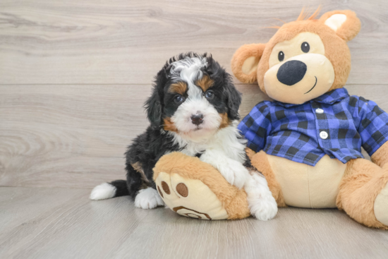 Fluffy Mini Bernedoodle Poodle Mix Pup