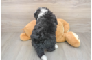 Mini Bernedoodle Puppy for Adoption