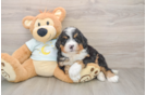 Adorable Mini Bernepoo Poodle Mix Puppy