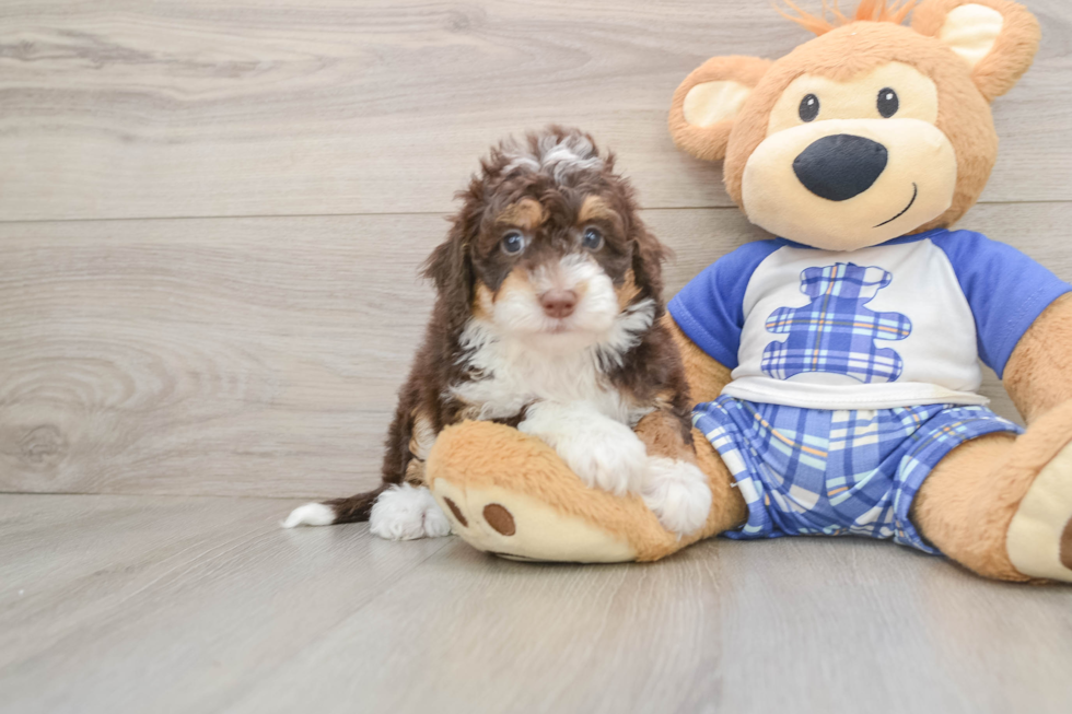 Fluffy Mini Bernedoodle Poodle Mix Pup