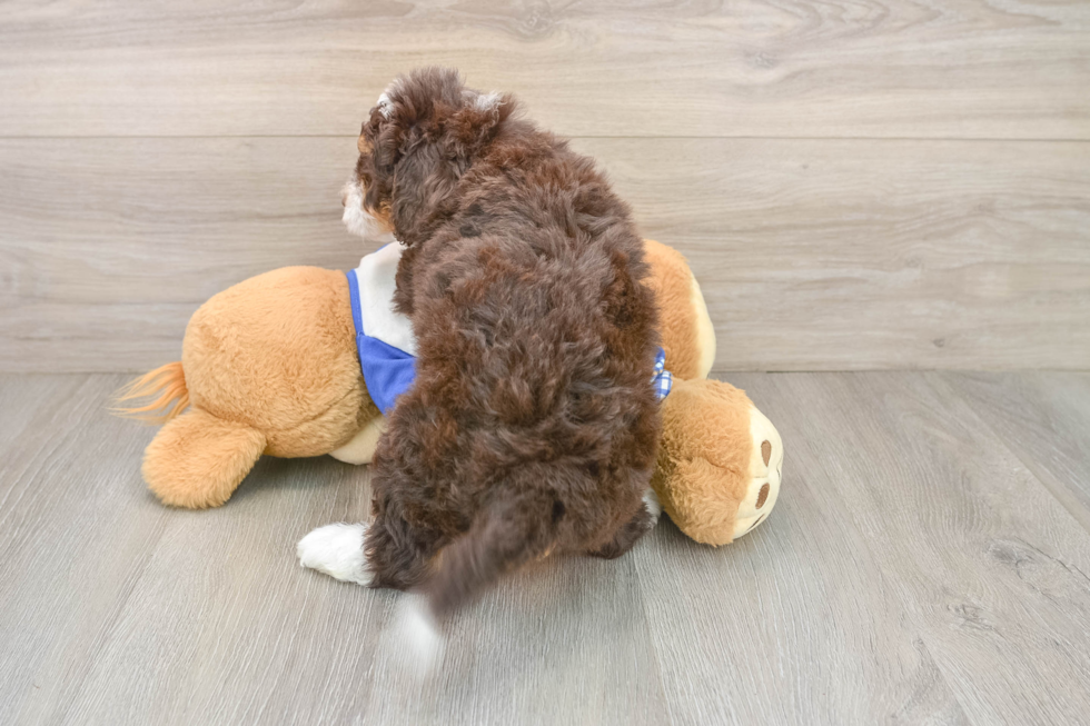 Adorable Mini Bernadoodle Poodle Mix Puppy