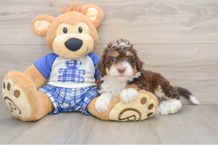 Popular Mini Bernedoodle Poodle Mix Pup
