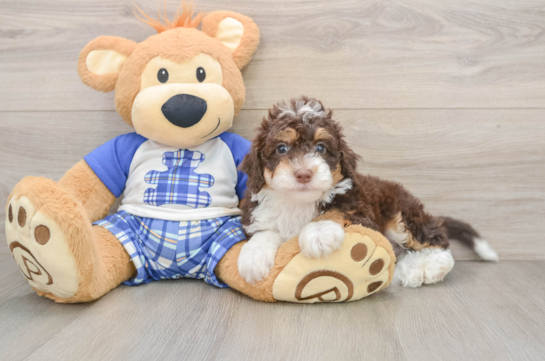 Popular Mini Bernedoodle Poodle Mix Pup