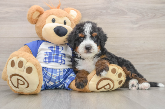 Playful Bernese Doodle Poodle Mix Puppy
