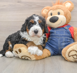 6 week old Mini Bernedoodle Puppy For Sale - Premier Pups