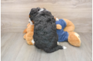 Petite Mini Bernedoodle Poodle Mix Pup