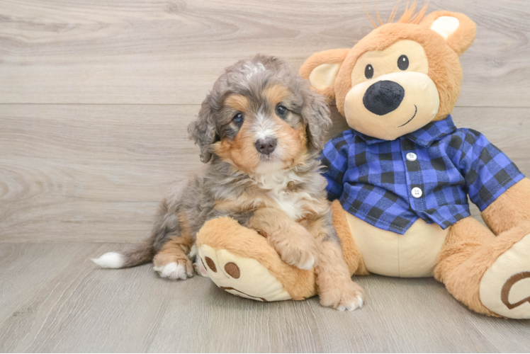 Adorable Mini Bernesedoodle Poodle Mix Puppy