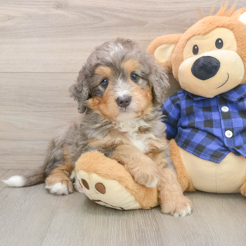 Adorable Mini Bernesedoodle Poodle Mix Puppy