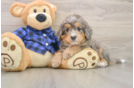 Energetic Mini Bernadoodle Poodle Mix Puppy
