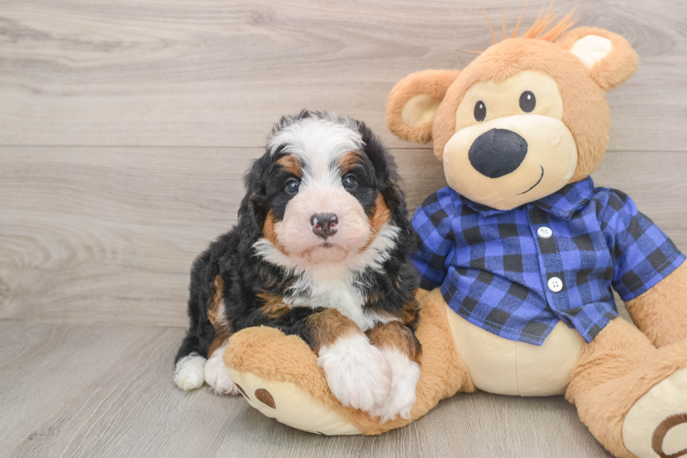 Best Mini Bernedoodle Baby