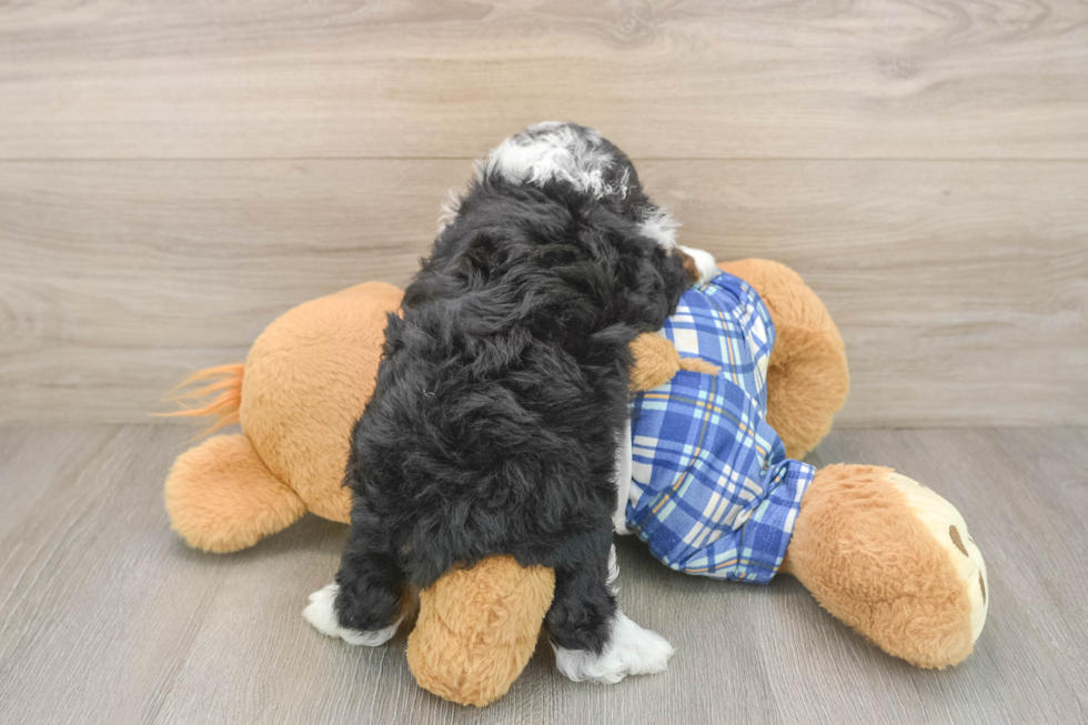 Best Mini Bernedoodle Baby