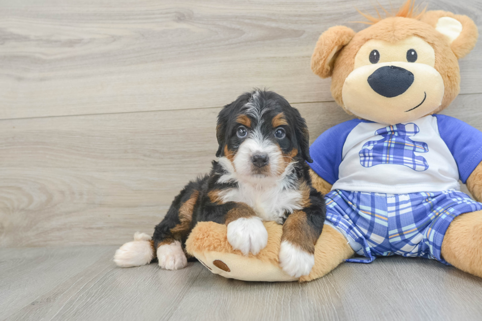 Best Mini Bernedoodle Baby