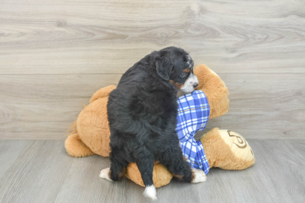 Mini Bernedoodle Puppy for Adoption