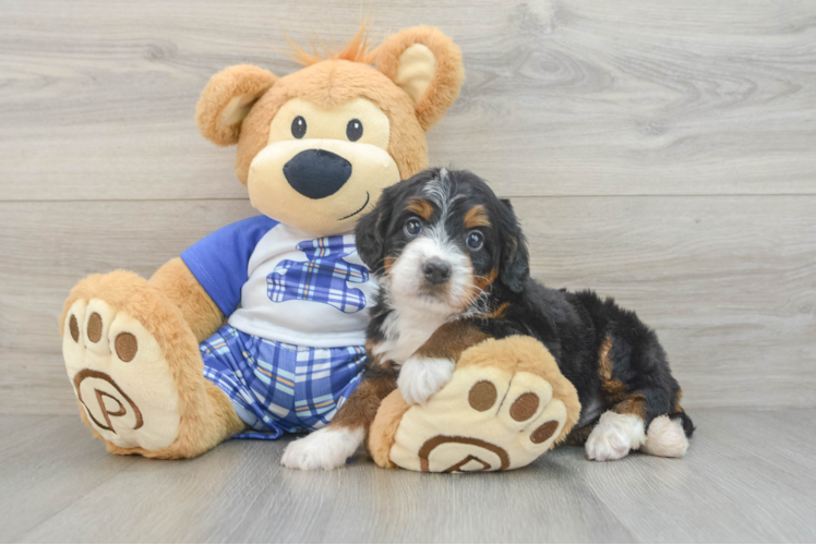 Happy Mini Bernedoodle Baby