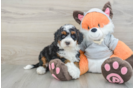 Mini Bernedoodle Puppy for Adoption