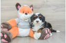 Mini Bernedoodle Puppy for Adoption